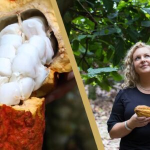 How Are Cocoa Beans Made?